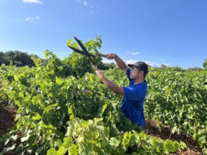 エシマージュ(夏季剪定)で畝を整えます